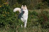 SIBERIAN HUSKY 861